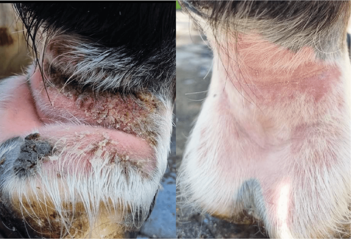 Mok bij mijn paard, wat nu? - PIPPA Equestrian Soap