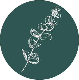 Eucalyptus.png