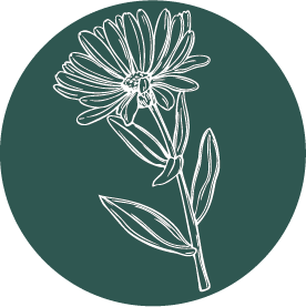 Goudsbloem.png