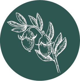 Jojoba.png