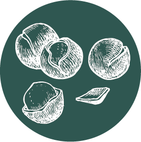 Macadamia.png