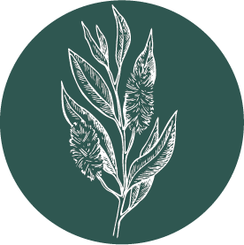 Tea_Tree.png